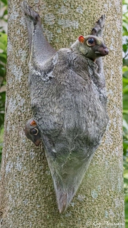 Sunda Flying Lemur (Galeopterus variegatus) female with baby at Bukit Timah Nature Reserve in Singapore Sunda Flying Lemur (Galeopterus variegatus) female with baby at Bukit Timah Nature Reserve in Singapore