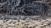 Juvenile Saltwater Crocodile (Crocodylus porosus) hauled out under a mangrove tree at Buloh Besar River Juvenile Saltwater Crocodile (Crocodylus porosus) hauled out under a mangrove tree at Buloh Besar River