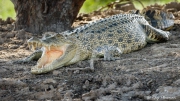 Saltwater Crocodile (Crocodylus porosus), Yellow Water Region Kakadu National Park, Northern Territories Saltwater Crocodile (Crocodylus porosus), Yellow Water Region Kakadu National Park, Northern Territories