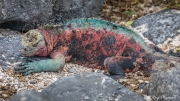 Galápagos Marine Iguana (Amblyrhynchus cristatus venustissimus) on the beach at Punta Suarez, Española Island Galápagos Marine Iguana (Amblyrhynchus cristatus venustissimus) on the beach at Punta Suarez, Española Island