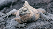Galápagos Marine Iguana (Amblyrhynchus cristatus) nominate species on lava rocks at Fernandina Island Galápagos Marine Iguana (Amblyrhynchus cristatus) nominate species on lava rocks at Fernandina Island
