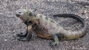 Galápagos Marine Iguana (Amblyrhynchus cristatus) nominate species on lava rocks at Fernandina Island Galápagos Marine Iguana (Amblyrhynchus cristatus) nominate species on lava rocks at Fernandina Island