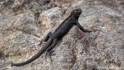 Galápagos Marine Iguana (Amblyrhynchus cristatus nanus) on the rocks at Darwin Beach, Genovesa Island Galápagos Marine Iguana (Amblyrhynchus cristatus nanus) on the rocks at Darwin Beach, Genovesa Island