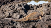 Galápagos Marine Iguana (Amblyrhynchus cristatus hassi) on the rocks at Dragon Hill on Santa Cruz Island Galápagos Marine Iguana (Amblyrhynchus cristatus hassi) on the rocks at Dragon Hill on Santa Cruz Island