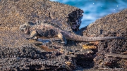 Galápagos Marine Iguana (Amblyrhynchus cristatus wikelskii) on the rocks at Sombrero Chino, Santiago Island Galápagos Marine Iguana (Amblyrhynchus cristatus wikelskii) on the rocks at Sombrero Chino, Santiago Island