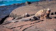 Galápagos Marine Iguana (Amblyrhynchus cristatus wikelskii) male with females at Puerto Egas on Santiago Island Galápagos Marine Iguana (Amblyrhynchus cristatus wikelskii) male with females at Puerto Egas on Santiago Island