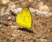 Anderson's Grass Yellow (Eurema andersonii andersonii) puddling on a sandy path at Central Catchment Nature Reserve in Singapore Anderson's Grass Yellow (Eurema andersonii andersonii) puddling on a sandy path at Central Catchment Nature Reserve in Singapore