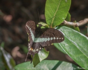 Banded Swallowtail (Papilio demolion demolion) resting on a leaf at Sungei Buloh Wetland Reserve in Singapore Banded Swallowtail (Papilio demolion demolion) resting on a leaf at Sungei Buloh Wetland Reserve in Singapore