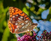 High Brown Fritillary (Argynnis adippe) feeding on buddleia nectar at Bouisse in Languedoc-Roussillon region of France High Brown Fritillary (Argynnis adippe) feeding on buddleia nectar at Bouisse in Languedoc-Roussillon region of France