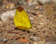 Chocolate Grass Yellow (Eurema sari sodalist) on a sandy path at Central Catchment Nature Reserve in Singapore Chocolate Grass Yellow (Eurema sari sodalist) on a sandy path at Central Catchment Nature Reserve in Singapore