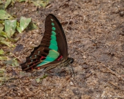 Common Bluebottle (Graphium sarpedon luctatius) puddling on a footpath at Central Catchment Reserve in Singapore Common Bluebottle (Graphium sarpedon luctatius) puddling on a footpath at Central Catchment Reserve in Singapore