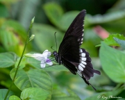 Common Mormon (Papilio polytes romulus) male feeding on nectar at the forest edge of the MacRitchie Nature Trail in Singapore Common Mormon (Papilio polytes romulus) male feeding on nectar at the forest edge of the MacRitchie Nature Trail in Singapore
