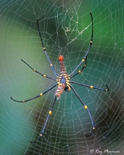 Golden Orb Web Spider (Nephila pilipes) ventral view eating prey at Sungei Buloh Wetland Reserve in Singapore Golden Orb Web Spider (Nephila pilipes) ventral view eating prey at Sungei Buloh Wetland Reserve in Singapore