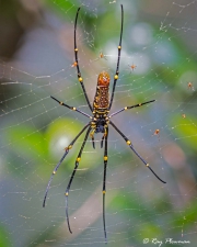 Golden Orb Web Spider (Nephila pilipes) ventral view with spiderlings at Sungei Buloh Wetland Reserve in Singapore Golden Orb Web Spider (Nephila pilipes) ventral view with spiderlings at Sungei Buloh Wetland Reserve in Singapore