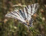 Iberian Scarce Swallowtail (Iphiclides feisthamelii) feeding on nectar at Bouisse in Languedoc-Roussillon region of France Iberian Scarce Swallowtail (Iphiclides feisthamelii) feeding on nectar at Bouisse in Languedoc-Roussillon region of France