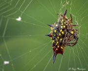 Northern Jewelled Spider (Gasteracantha fornicata) Female ventral view at Cairns Botanic Gardens in Queensland Northern Jewelled Spider (Gasteracantha fornicata) Female ventral view at Cairns Botanic Gardens in Queensland