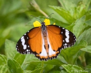 Plain Tiger (Danaus chrysippus chrysippus f. alcippoides) male on a flower at Pulau Ubin in Singapore Plain Tiger (Danaus chrysippus chrysippus f. alcippoides) male on a flower at Pulau Ubin in Singapore
