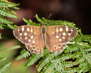 Speckled Wood (Pararge aegeria tircis) on a fen leaf at Castle Bottom National Nature Reserve in England Speckled Wood (Pararge aegeria tircis) on a fen leaf at Castle Bottom National Nature Reserve in England