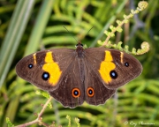 Swordgrass Brown (Tisiphone abeona abeona) on a fern at Booderee National Park in Jervis Bay Territory Swordgrass Brown (Tisiphone abeona abeona) on a fern at Booderee National Park in Jervis Bay Territory
