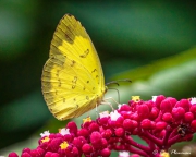 Three-spotted Grass Yellow (Eurema blanda snelleni) feeding on flower nectar at Kranji Marshes in Singapore Three-spotted Grass Yellow (Eurema blanda snelleni) feeding on flower nectar at Kranji Marshes in Singapore