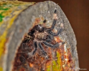 Trinidad Chevron Tarantula (Psalmopoeus cambridgei) in handrail on Asa Wright Nature Centres Main Drive in Trinidad Trinidad Chevron Tarantula (Psalmopoeus cambridgei) in handrail on Asa Wright Nature Centres Main Drive in Trinidad