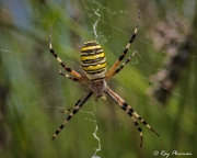 Wasp Spider (Argiope bruennichi) dorsal view in web at La Blanquiere Haute in the Languedoc-Roussillon region of France Wasp Spider (Argiope bruennichi) dorsal view in web at La Blanquiere Haute in the Languedoc-Roussillon region of France