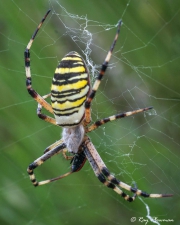 Wasp Spider (Argiope bruennichi) eating prey at La Blanquiere Haute in the Languedoc-Roussillon region of France Wasp Spider (Argiope bruennichi) eating prey at La Blanquiere Haute in the Languedoc-Roussillon region of France