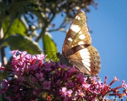White Admiral (Limenitis camilla) feeding on buddleia nectar at Bouisse in Languedoc-Roussillon region of France White Admiral (Limenitis camilla) feeding on buddleia nectar at Bouisse in Languedoc-Roussillon region of France