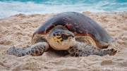 Hawksbill Turtle (Eretmochelys imbricata) crawling up the east end of Anse Bazarca beach on Mahe Island in Seychelles Hawksbill Turtle (Eretmochelys imbricata) crawling up the east end of Anse Bazarca beach on Mahe Island in Seychelles