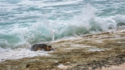 Hawksbill Turtle (Eretmochelys imbricata) trying to cross coral rocks in the centre of Anse Bazarca on Mahe Island Hawksbill Turtle (Eretmochelys imbricata) trying to cross coral rocks in the centre of Anse Bazarca on Mahe Island