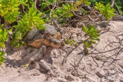 Hawksbill Turtle (Eretmochelys imbricata) starting her journey back to the sea at Mahé Islands Anse Bazarca, Seychelles Hawksbill Turtle (Eretmochelys imbricata) starting her journey back to the sea at Mahé Islands Anse Bazarca, Seychelles