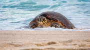 Hawksbill Turtle (Eretmochelys imbricata) in the surf at Anse Bazarca beach on Mahe Island in Seychelles Hawksbill Turtle (Eretmochelys imbricata) in the surf at Anse Bazarca beach on Mahe Island in Seychelles